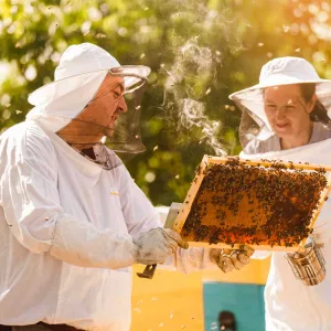 team building atelier apiculture